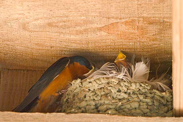 Barn Swallow