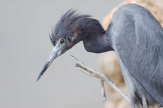 Little Blue Heron