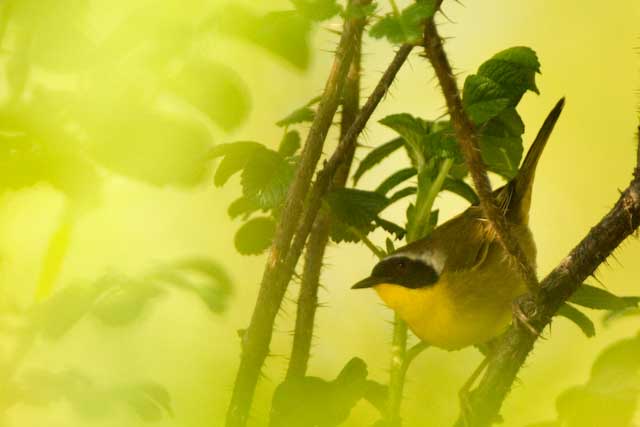 Common Yellowthroat