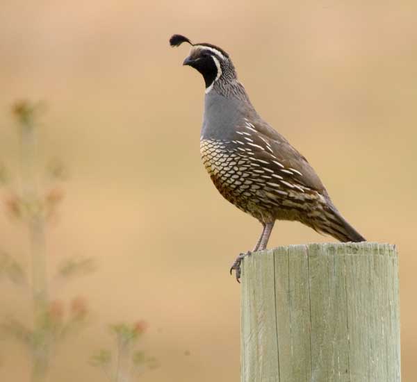 California Quail