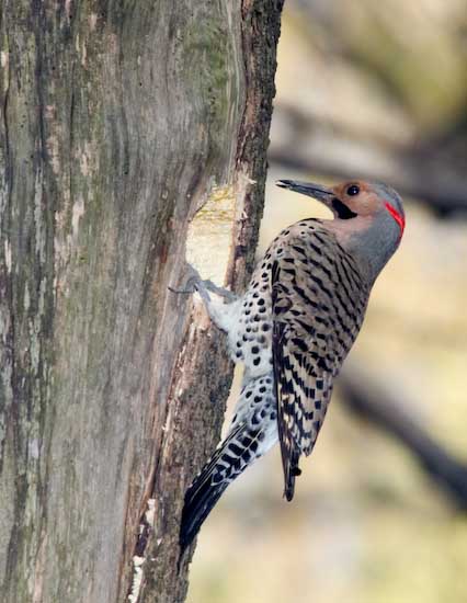 Flicker