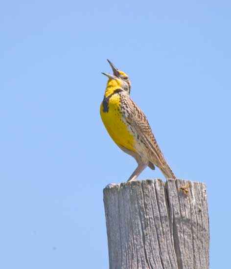 Meadowlark