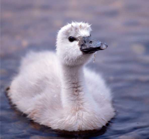 Ugly Duckling