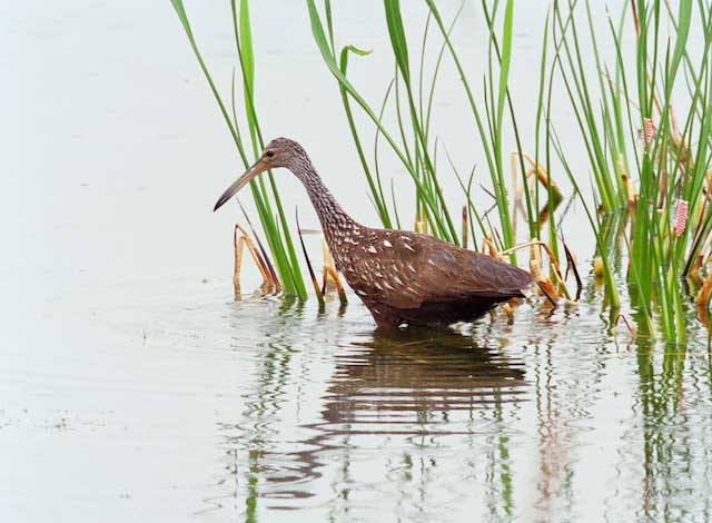 Limpkin