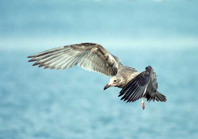 Gull Stop