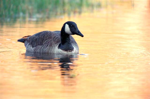 Canada in Reeds