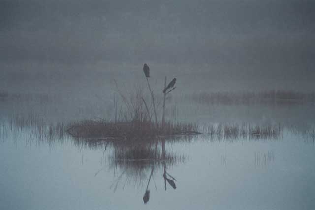 Grackles in the Mist