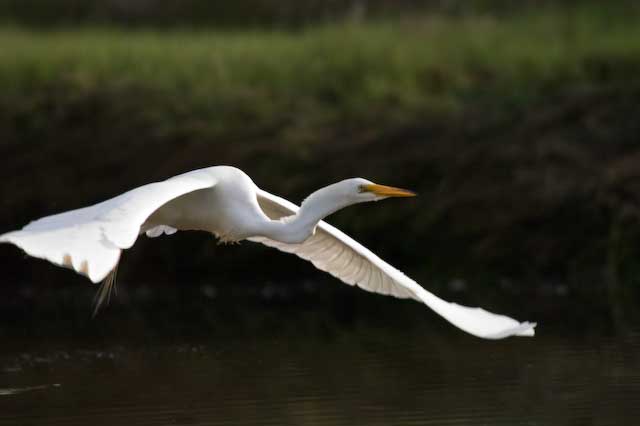 Great Egret