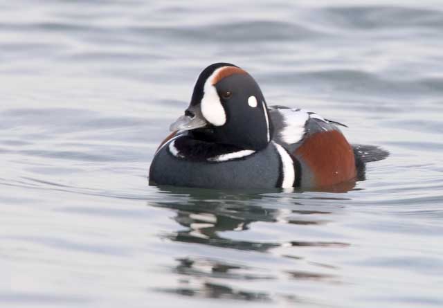Harlequin