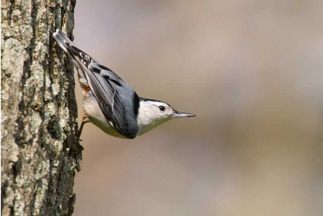 Nuthatch