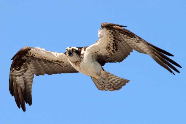Osprey 1