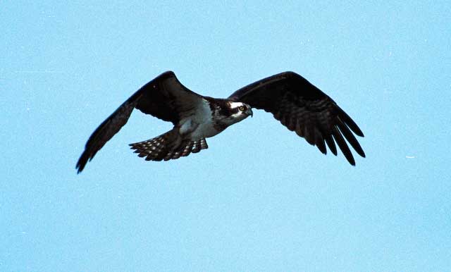 Osprey 2