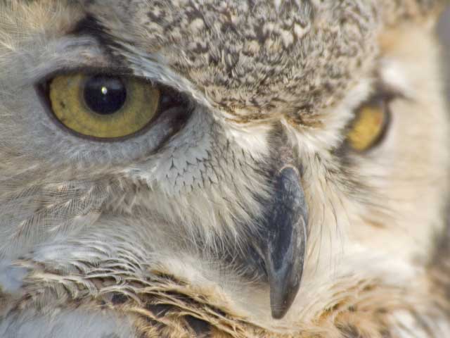 Colorado Great Horned Owl