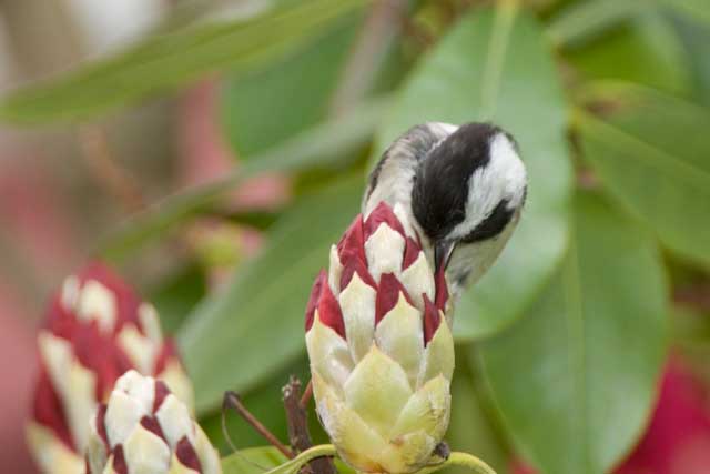 Chickadee on Rhodadendron