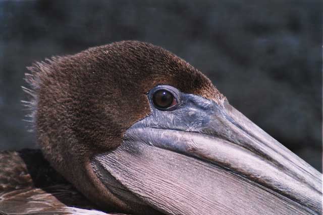 Pelican