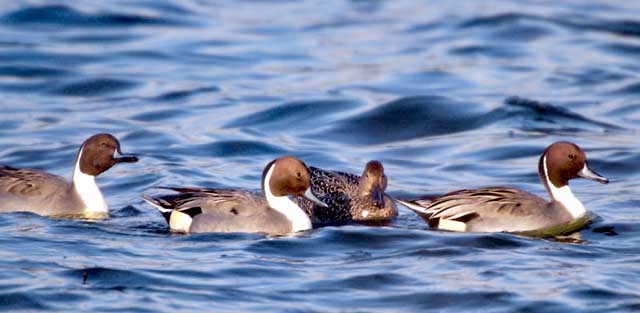 Pintails