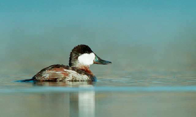 Ruddy Duck