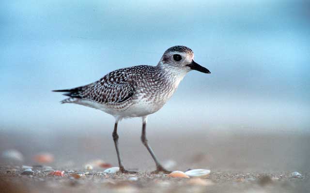 Black-bellied Plover