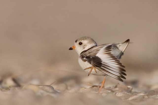Plover Stretch