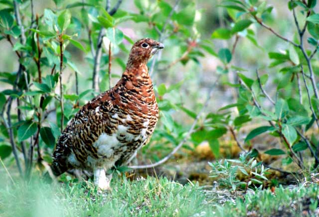 Ptarmigan