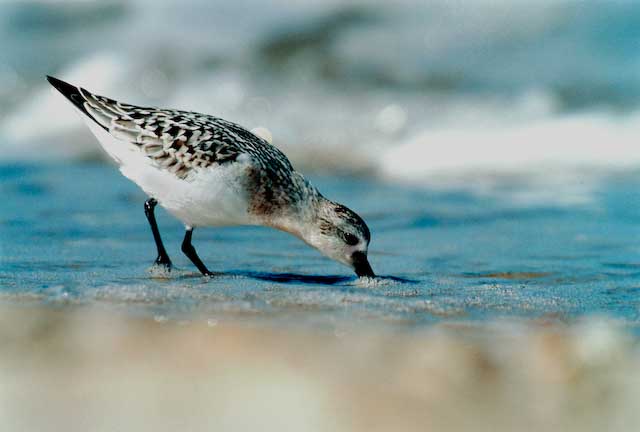 Sanderling