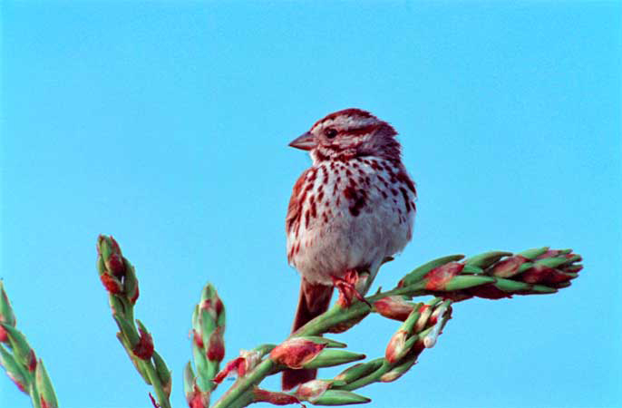 Song Sparrow