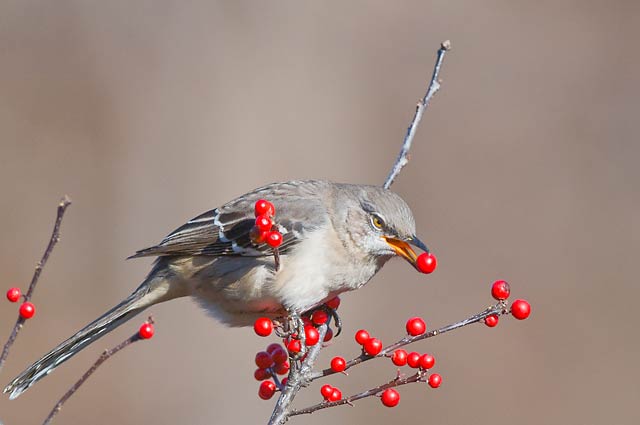Holiday Meal