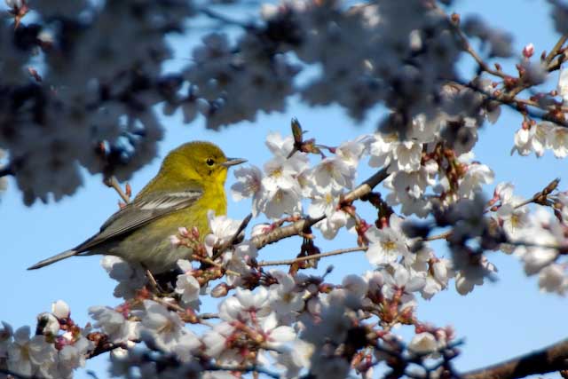 Pine Warbler