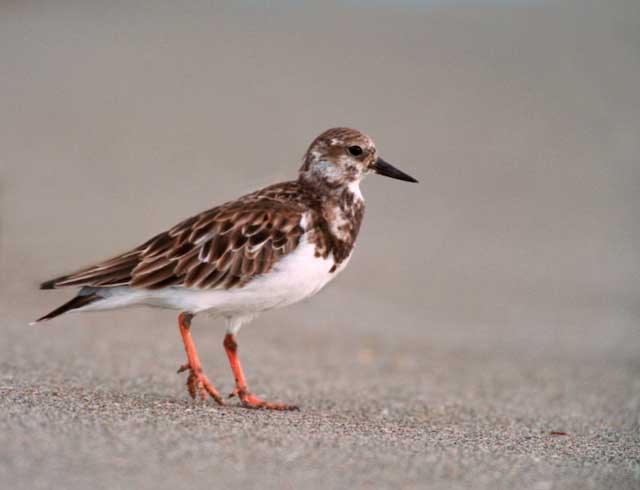 Ruddy Turnstone