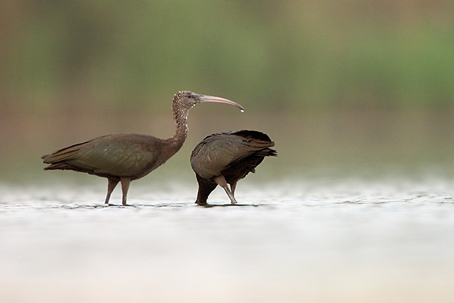 Glossy Ibises