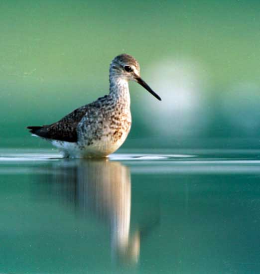 Wader