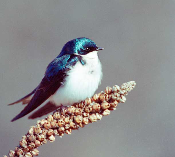 Tree Swallow