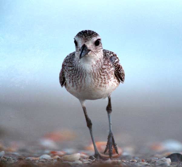 Plover Front