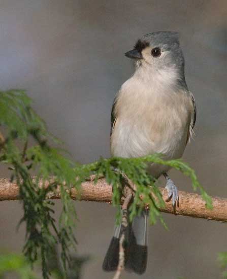 Tufted Titmouse