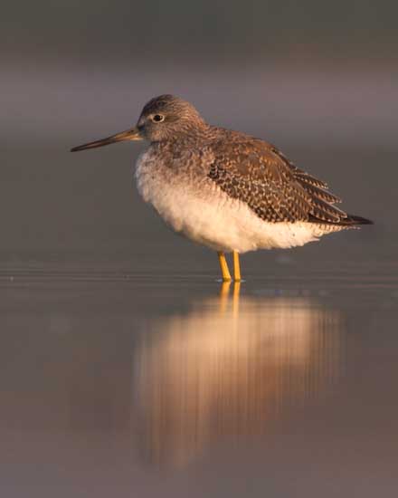 Yellowlegs