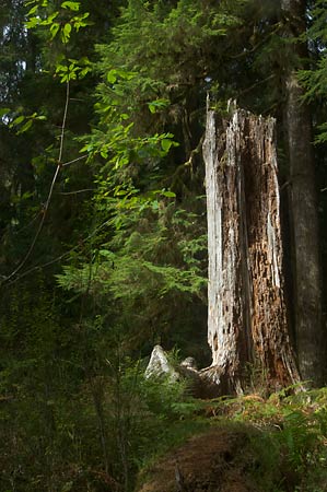 Hoh Rain Forest
