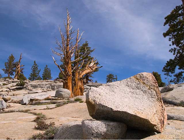 Bristlecone Pine
