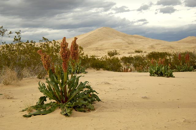 Mojave Rhubarb
