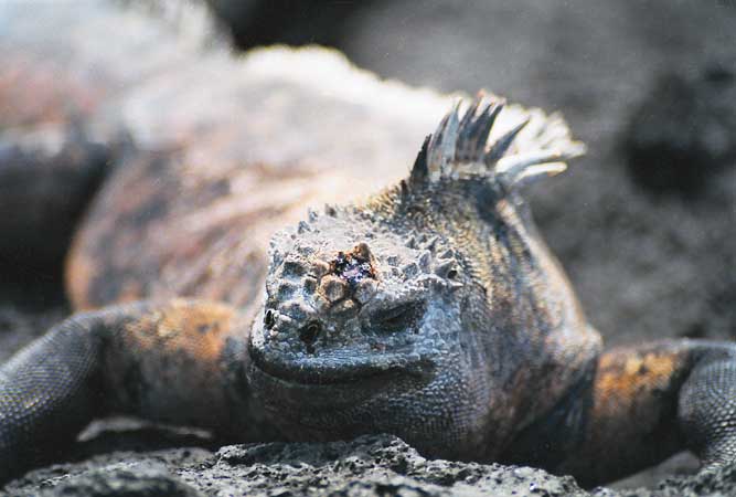 Iguana