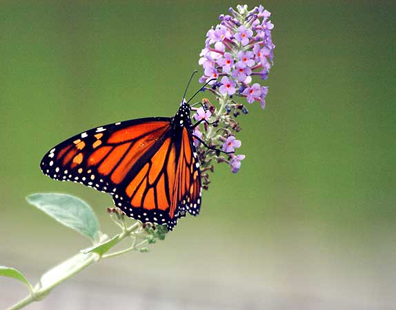 Monarch 1