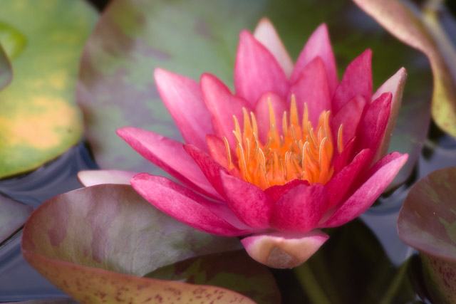 Water Lily
