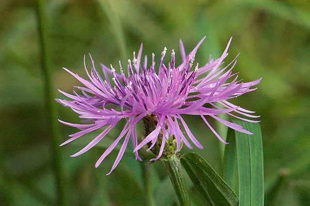 Purple Flower