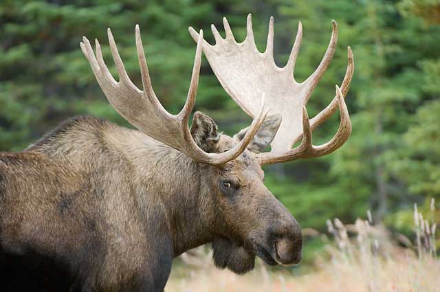 Anchorage Moose