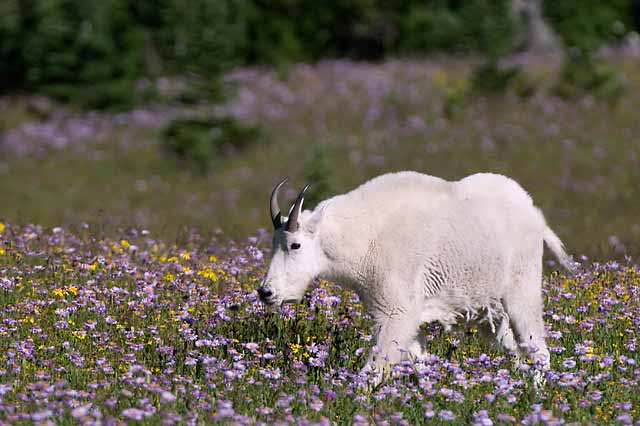 Mountain Goat