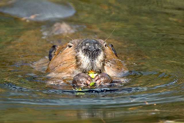 Denali Beaver