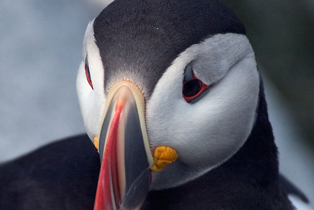 Puffin 1