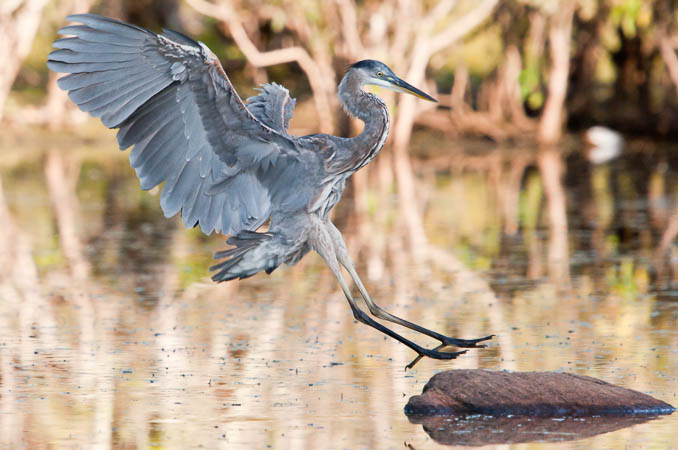 Heron Landing