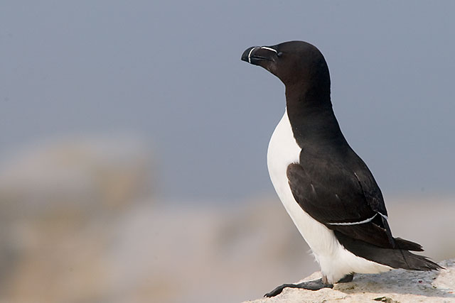 Razorbill