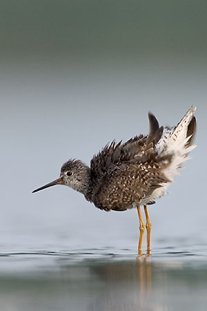 Can-can, Yellowlegs Style