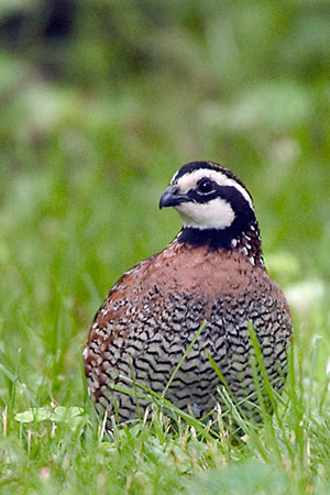 Bobwhite